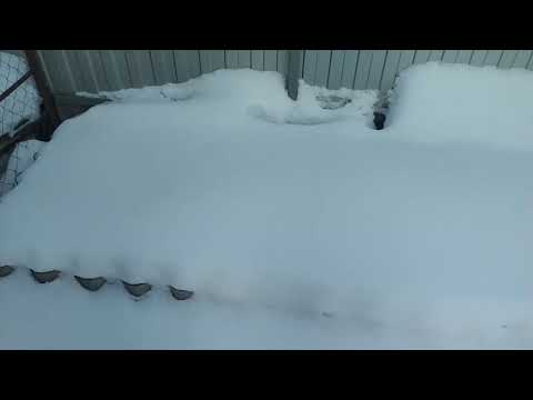 Видео: Как зимуют клюква и брусника под снегом.