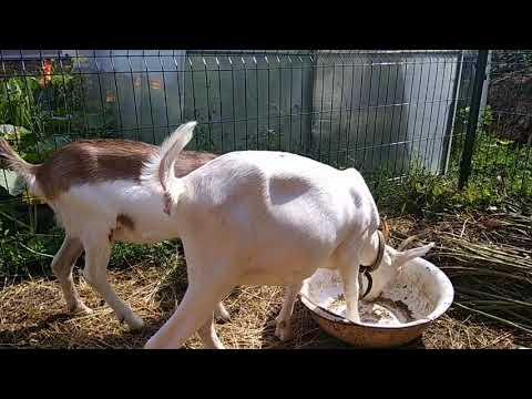 Видео: Сколько коз нужно для счастья?