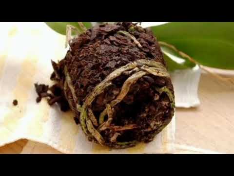 Видео: Орхидея гүлінің топырағы. Орхидея гүлінің күтімі. Гүлдер әлемі үй гүлдері күтімі