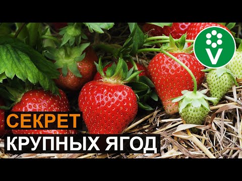 Видео: ПОДКОРМИТЕ ЭТИМ КЛУБНИКУ во время цветения для крупных ягод!