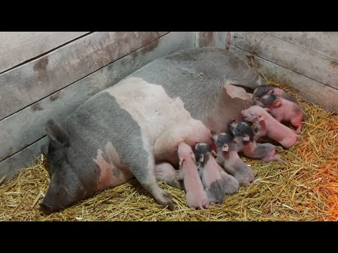 Видео: Опорос вьетнамской свиноматки! как помочь? какие манипуляции нужны?