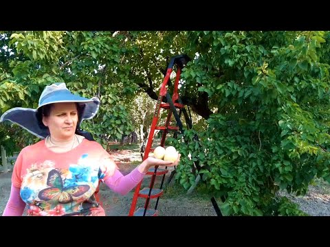 Видео: Сбор черешни и абрикосов. Ежедневная работа в деревне. Сельская жизнь.