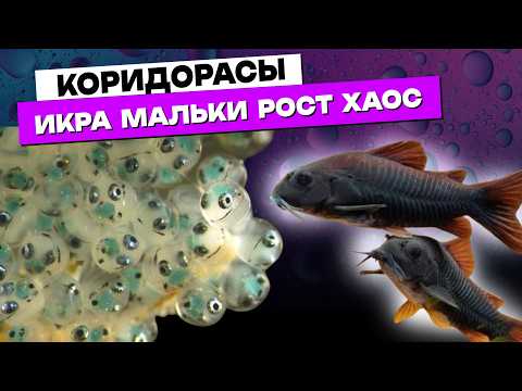 Видео: Мой аквариумный уголок превратился в рыборазводню 😅 | Сомики Коридорас Venezuela Black