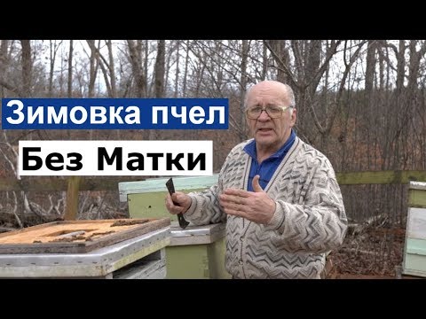 Видео: Пасека #105 Зимовка пчел, без матки / Пчеловодство для начинающих