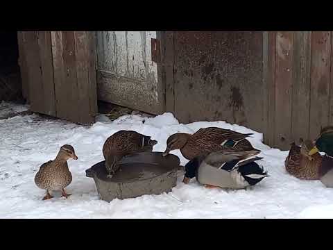 Видео: Дикая утка в роли подсадной) Эксперимент