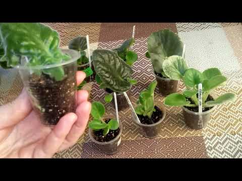 Видео: Полив укорененных листиков фиалок. Сколько ВОДЫ надо таким листикам???