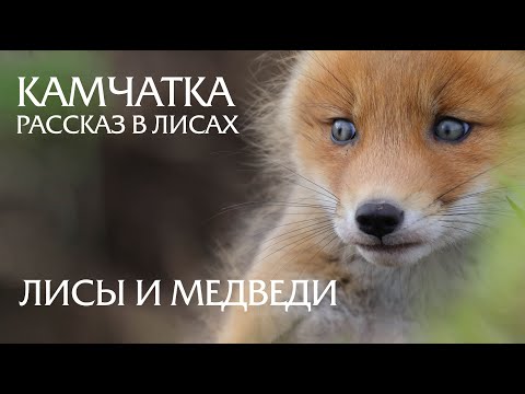 Видео: Камчатка. Рассказ в лисах. Лисы и медведи.  Как снимать дикую природу. Используем фотоловушки