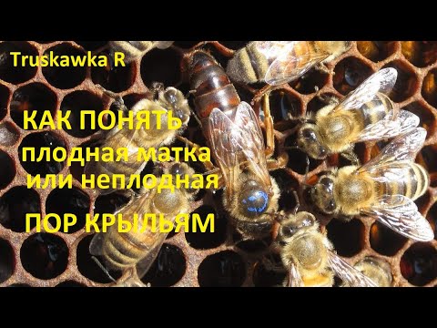 Видео: #Пчёлы. Учимся различать плодных и неплодных маток. По расположению крыльев.