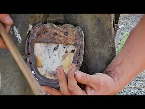 Видео: У бедной лошади серьёзный порез от проволоки! Восстановление подковы для защиты копыта во время з...