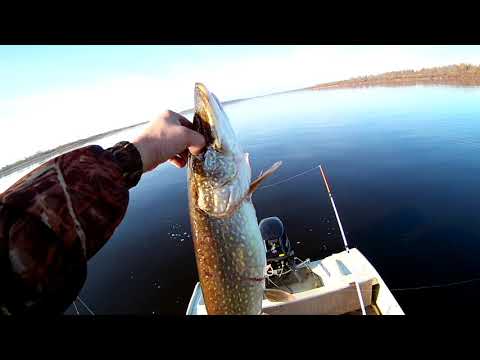 Видео: Рыбалка троллингом в октябре . Рыбалка состоялась щука  на 6 кг!!!