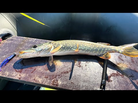 Видео: Щуче Ельдорадо| Осіння щука, приманки та проводка на щуку #pike #autumn  #pikefishing #daiwa #azura
