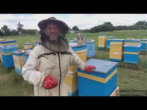 Видео: Это незаменимая вещь при откачке мёда! Она помогает избежать лишних проблем на пасеке!