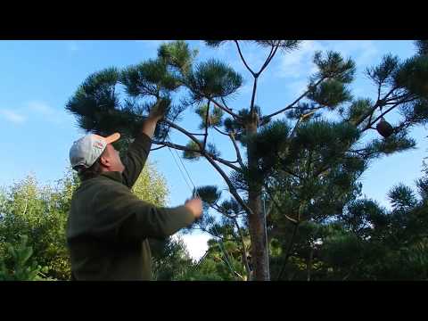 Видео: СОСНА, обрезка макушки. Формируем НИВАКИ.