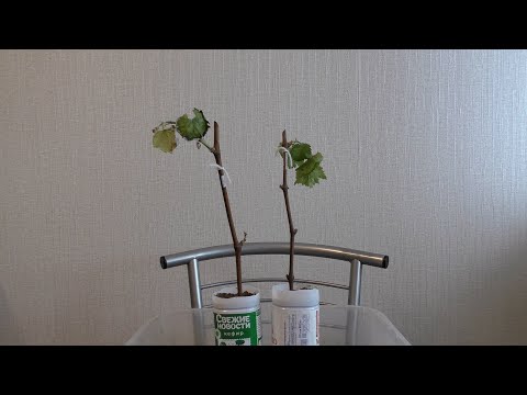 Видео: Почему гибнут молодые саженцы/ укорененнные черенки винограда