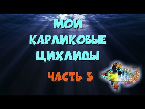 Видео: Мои карликовые цихлиды, часть 3. Апистограмма рамирези