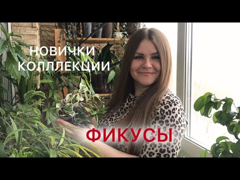 Видео: ФИКУСЫ | Новички в коллекции
