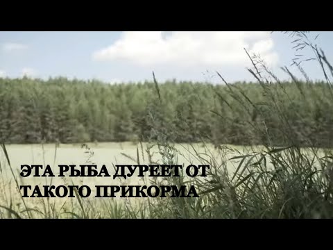Видео: 98% НЕ ЗНАЮТ О "ЭТОЙ" ПРИКОРМКЕ на которую ловят ТРОФЕЙНЫХ ПОДУСТОВ… Как прикормить ГРЕЧКОЙ…