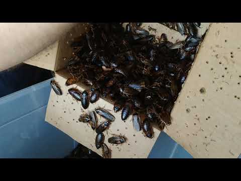 Видео: Распаковка аргентинских тараканов. Мега партия