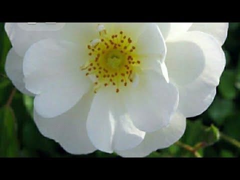 Видео: За мир без воин было заплачено.