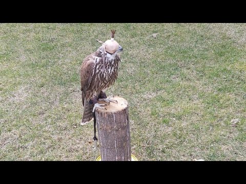 Видео: Собираем #присада для #лунтика 🚀 так же подходит для  #сова , #сокол , #ястреб , #орёл , #воронкрук