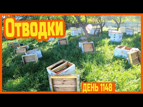 Видео: Работаю на пасеке. Наловил Степану трутней. Марина готовит пасхи. Сделал 11 отводков — день 1148.
