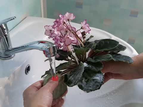 Видео: Можно ли мыть фиалки?