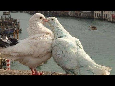 Видео: 💞 Имате ли бъдеще с него? Може ли да бъдете заедно? Нужен ли ви е той изобщо? - ОБЩА таро наредба