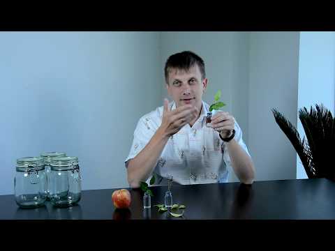 Видео: Озеленяющий эффект стробилуринов