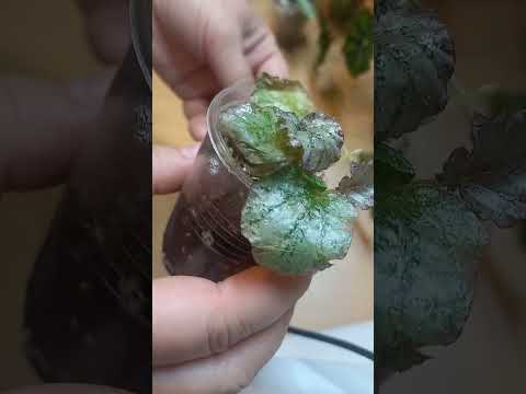 Видео: Бегонии. Покупка октября.