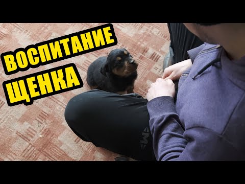 Видео: Первое с чего надо начать. Воспитание щенка ротвейлера 2 месяца. Зрительный контакт.