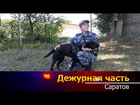 Видео: Дежурная часть - Саратов-29 07 2024