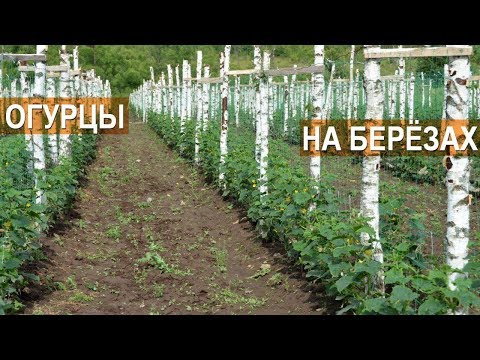 Видео: Технология выращивания огурцов в открытом грунте. Огурцы на шпалере. КФХ Кончиц.