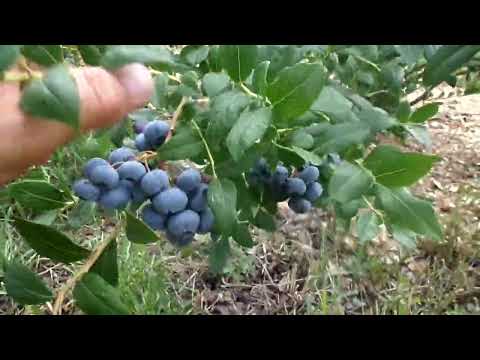 Видео: Голубика садовая, сорт Блюкроп