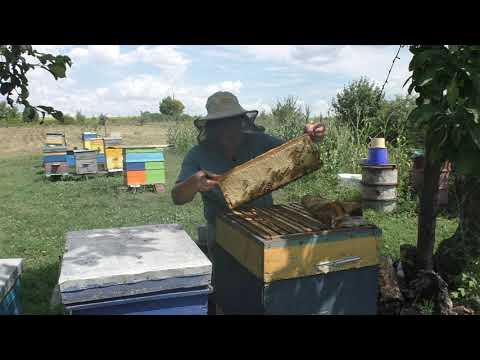 Видео: КАРПАТКА  "МЯСО" или МЁД