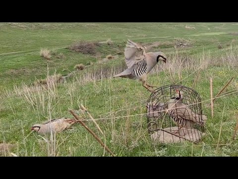 Видео: 17 апреля 2024 г.