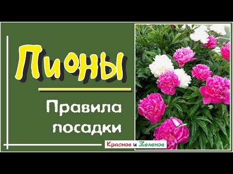 Видео: Посадка ПИОНОВ. Правила, которые нельзя нарушать!