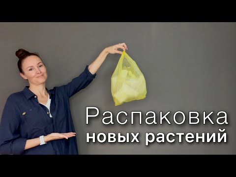 Видео: Новые растения | Распаковка | Обзор покупок | Уход | Сорта АЛОКАЗИЙ мечты