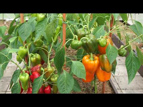 Видео: Сорта перца.Лучшие желтоплодные гибриды.Измеряем вес