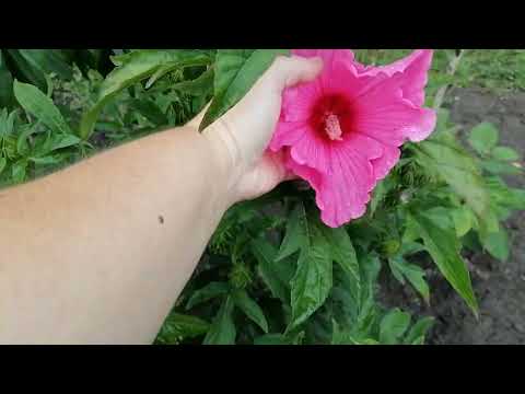 Видео: Серпнева прогулянка по моєму квітнику 2025 рік. 🌹🌹🌹