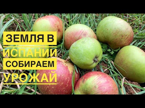 Видео: # 239 Земельный Участок В Испании. Собираем Урожай. Купить Землю В Испании. Север Испания