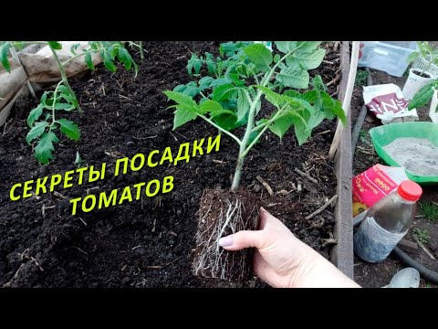Видео: Томаты высаживаю в открытый  грунт только так и всегда с огромным уражаем!