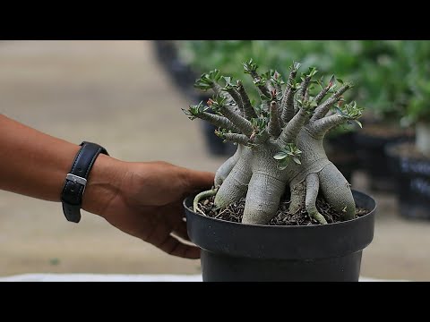 Видео: Как увеличить стебель/каудекс растения адениум. Бонсай из розы пустыни