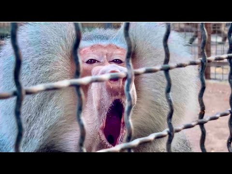Видео: Елисей РЕВНУЕТ И НЕ ПОДПУСКАЕТ Люсю даже к нам!