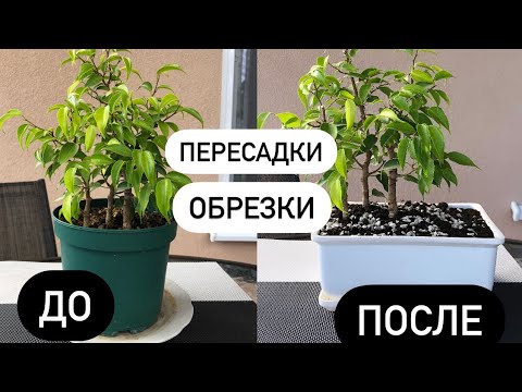 Видео: Рощица из фикусов Часть 2