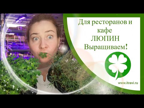 Видео: Выращиваем #микрозелень люпина для ресторанов и кафе