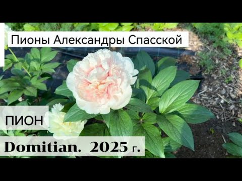 Видео: Peony Domitian /Пион Домициан