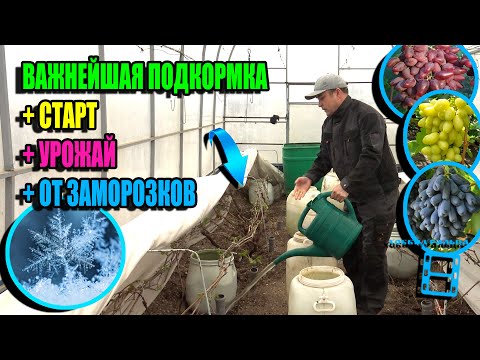Видео: ВАЖНЕЙШАЯ ПЕРВАЯ ПОДКОРМКА ВИНОГРАДА + СТАРТ + УРОЖАЙ. ПЛАН НА МАЙ. СЕВЕРНЫЙ ВИНОГРАДНИК 24-11