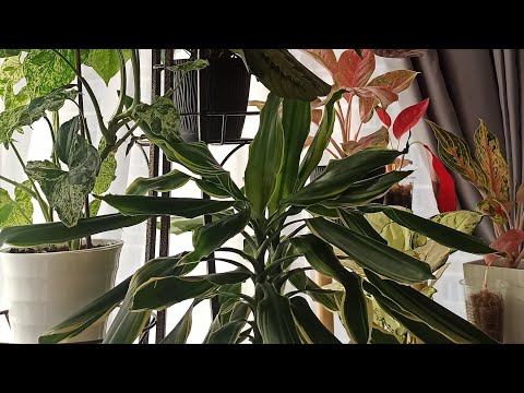 Видео: Обзор растений в октябре