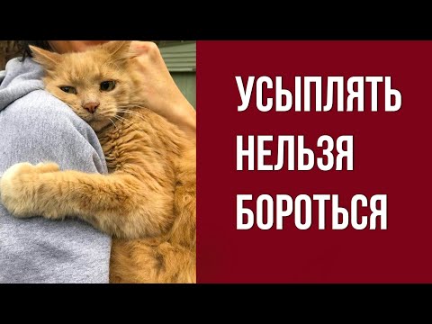 Видео: Когда нельзя усыплять кошку