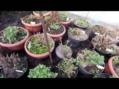 Видео: Как перезимовали хризантемы мультифлора, горшечная и срезочная